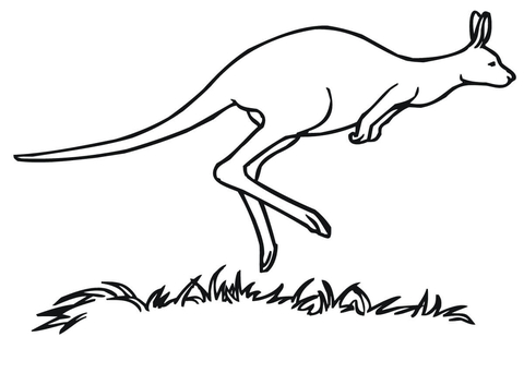 Kangaroo Marsupial Coloring Page